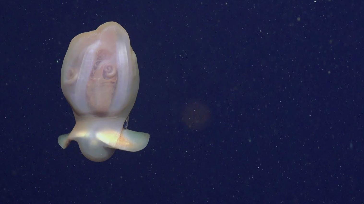 dumbo octopus screenshot