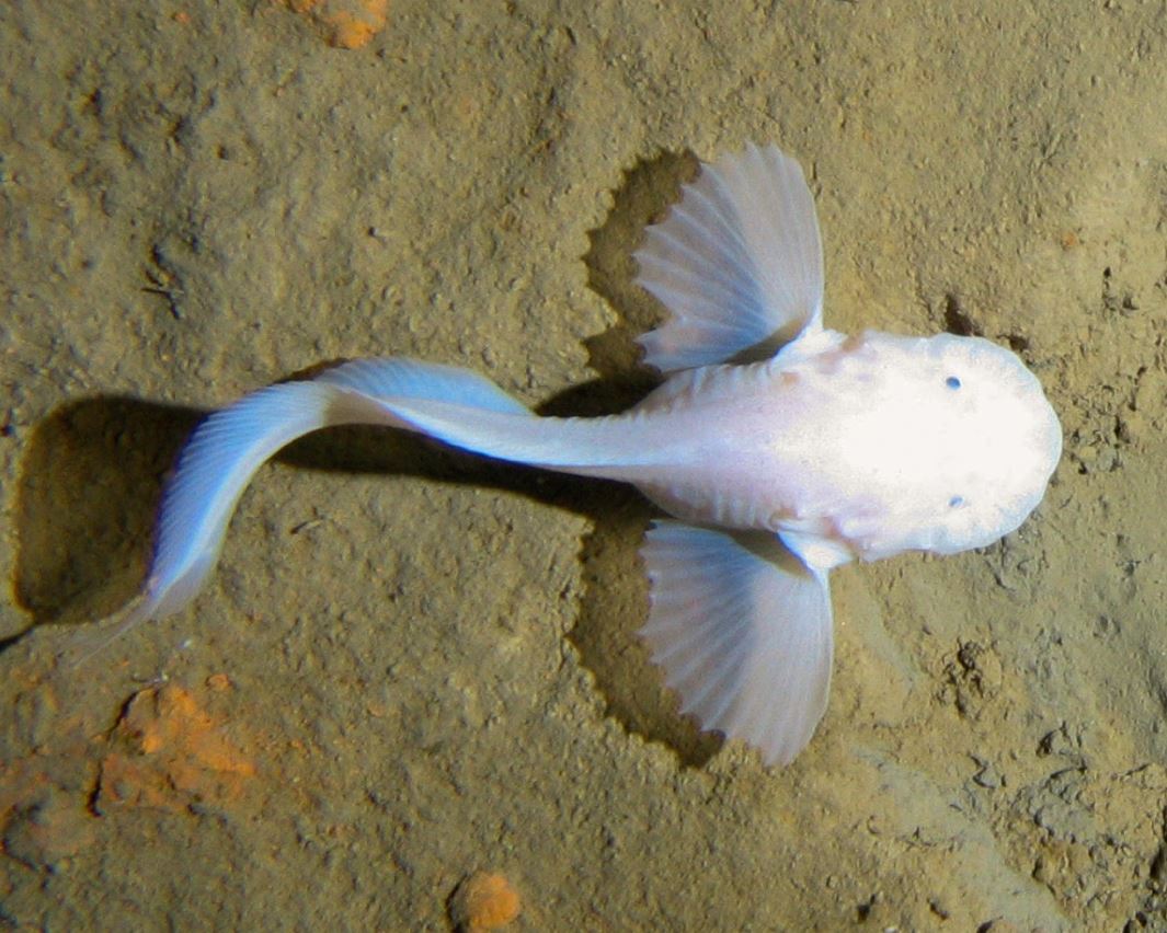 mariana snail fish