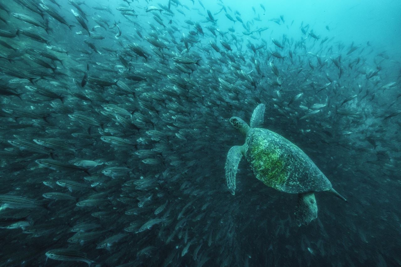 nautilus oceans green turtle galapagos