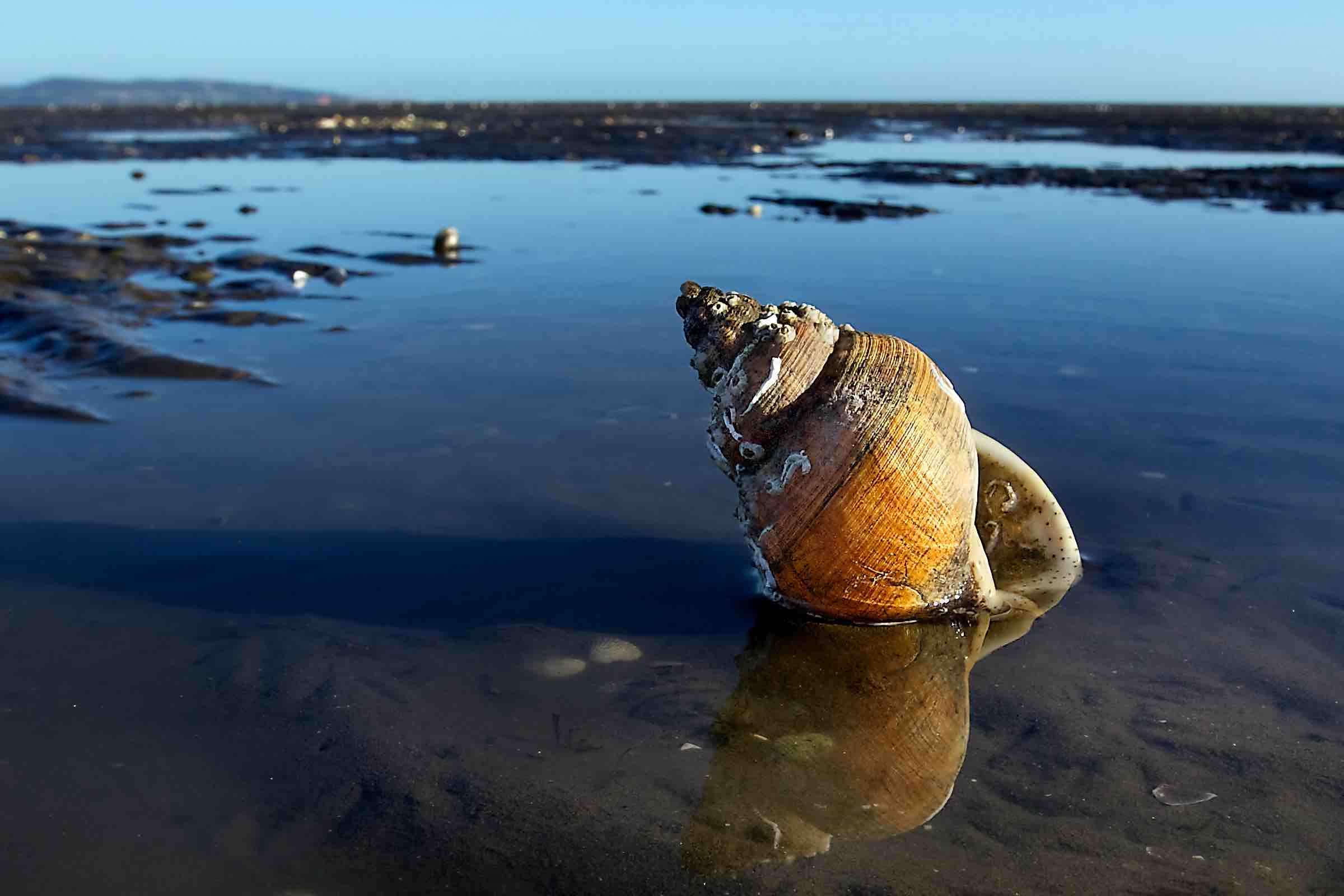 nautilus whelk shell