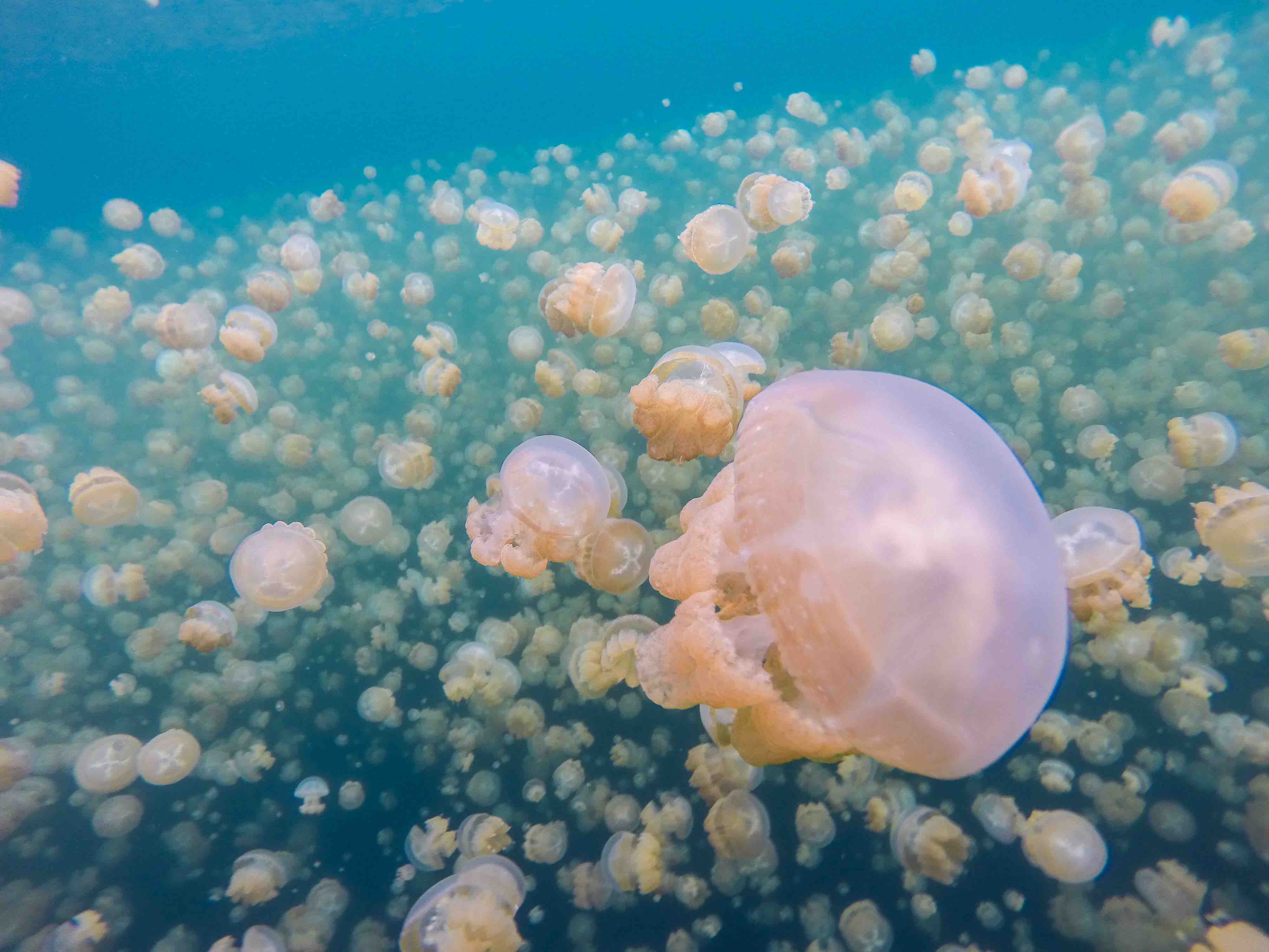 Palau Jellies