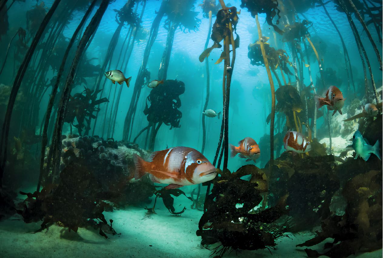 nautilus oceans kelp forest