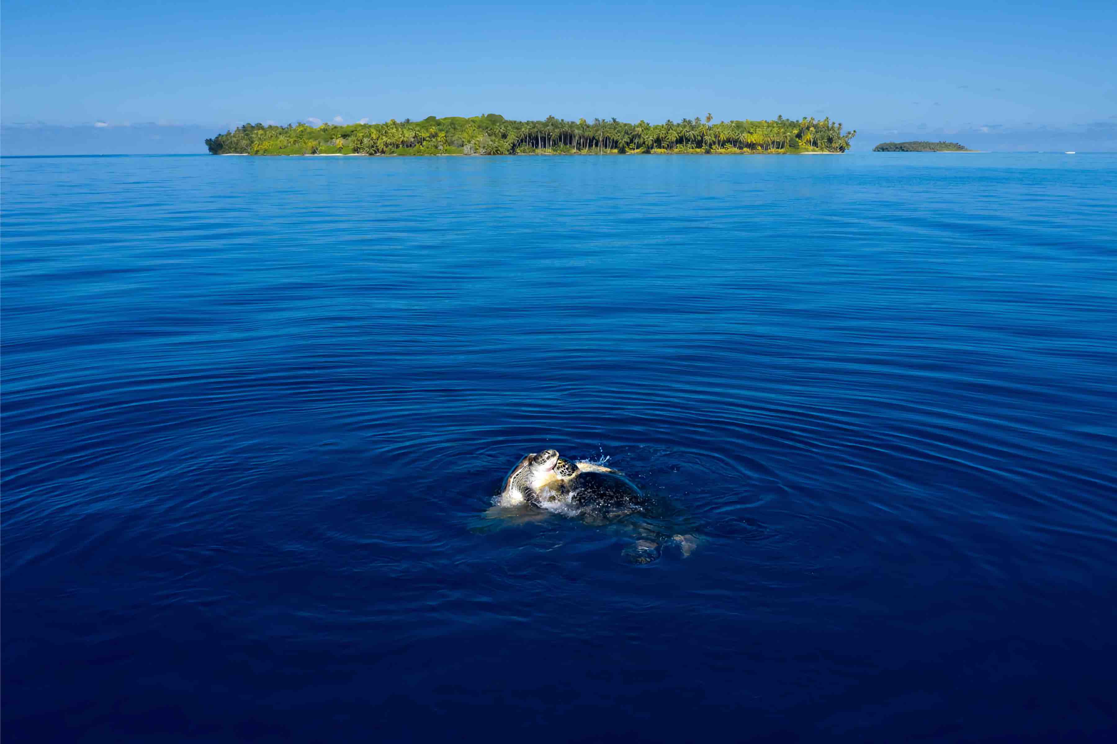 Chagos Islands-BreedingGreens_R