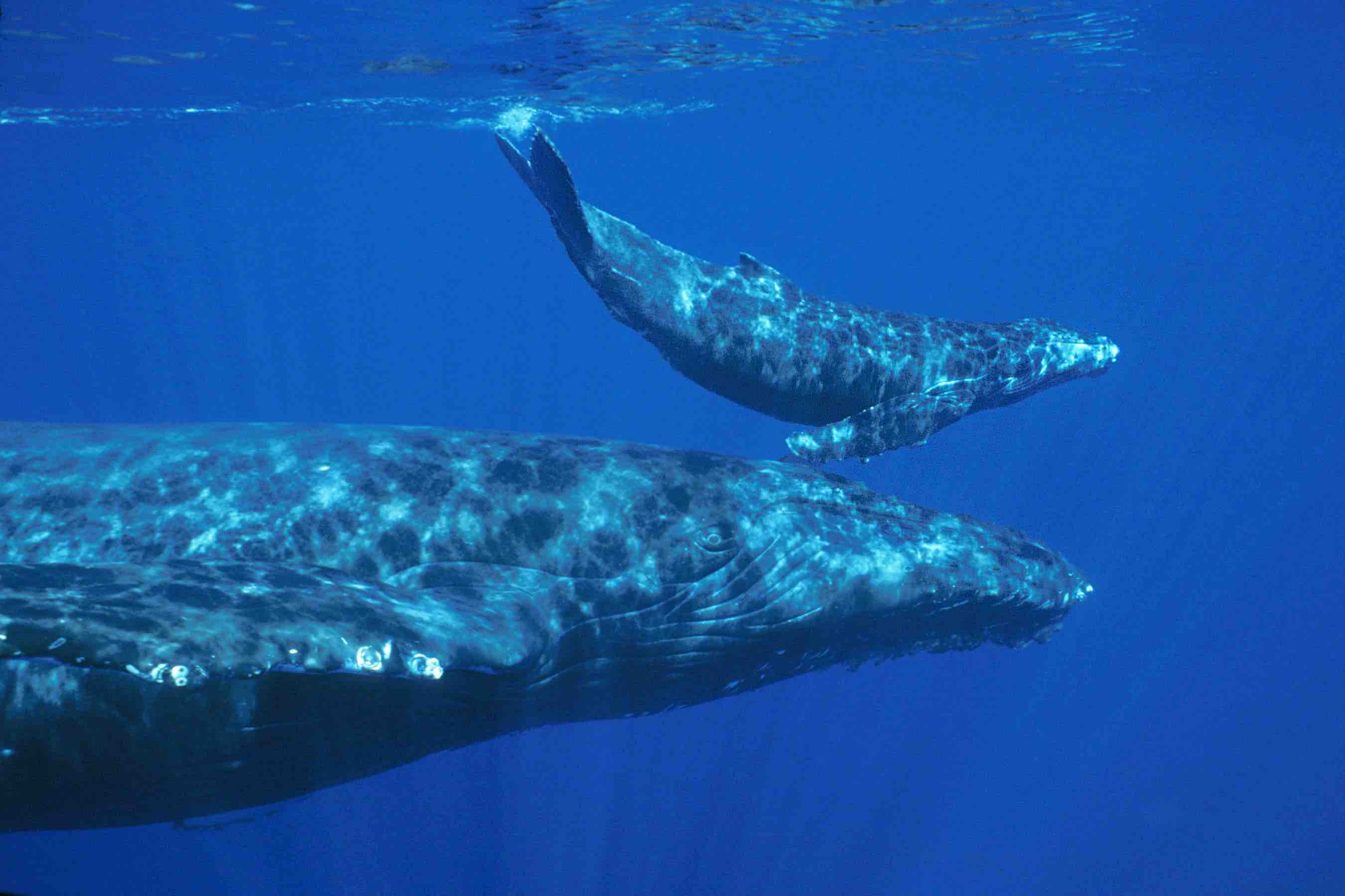 nautilus whale calf