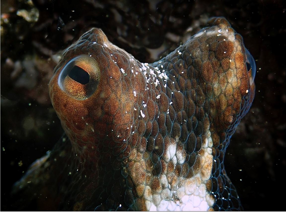nautilus oceans octopus eyes