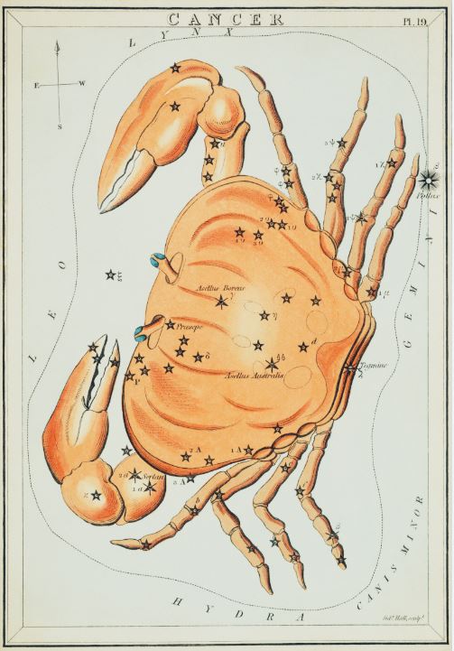 cancer crab nautilus