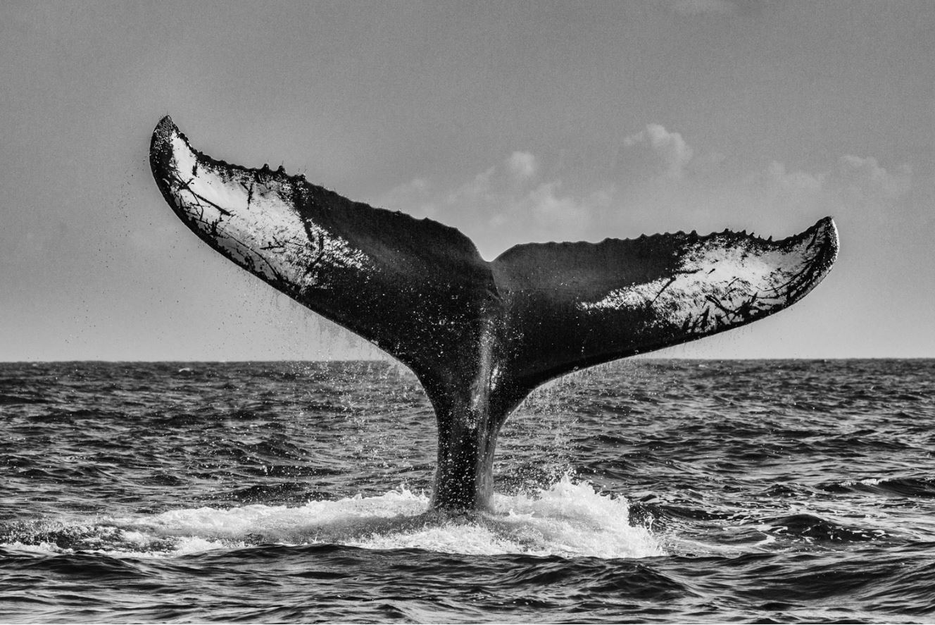 nautilus oceans humpback whale