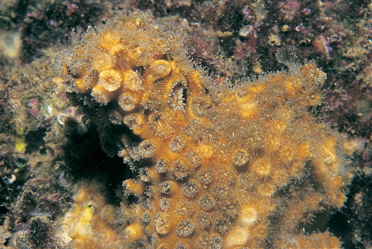nautilus oceans lethal bacteria coral.png