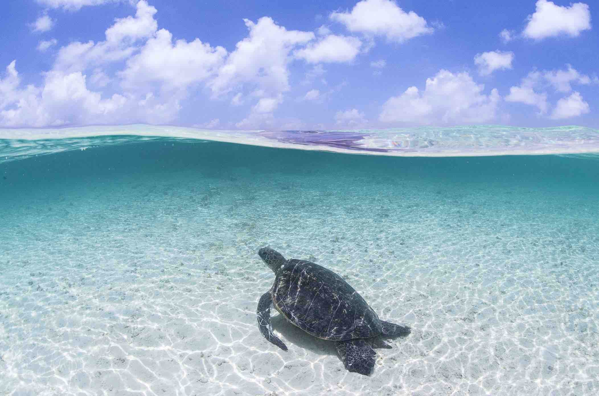 green sea turtle