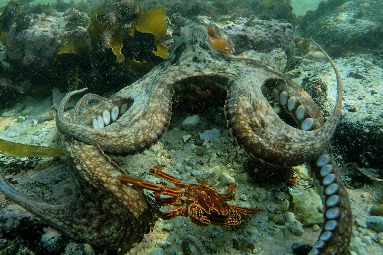 nautilus oceans octopus teacher hunting