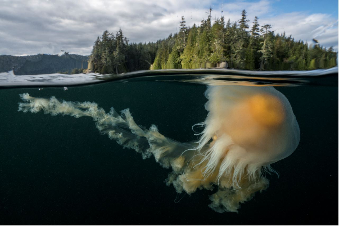 nautilus oceans egg yolk jellyfish