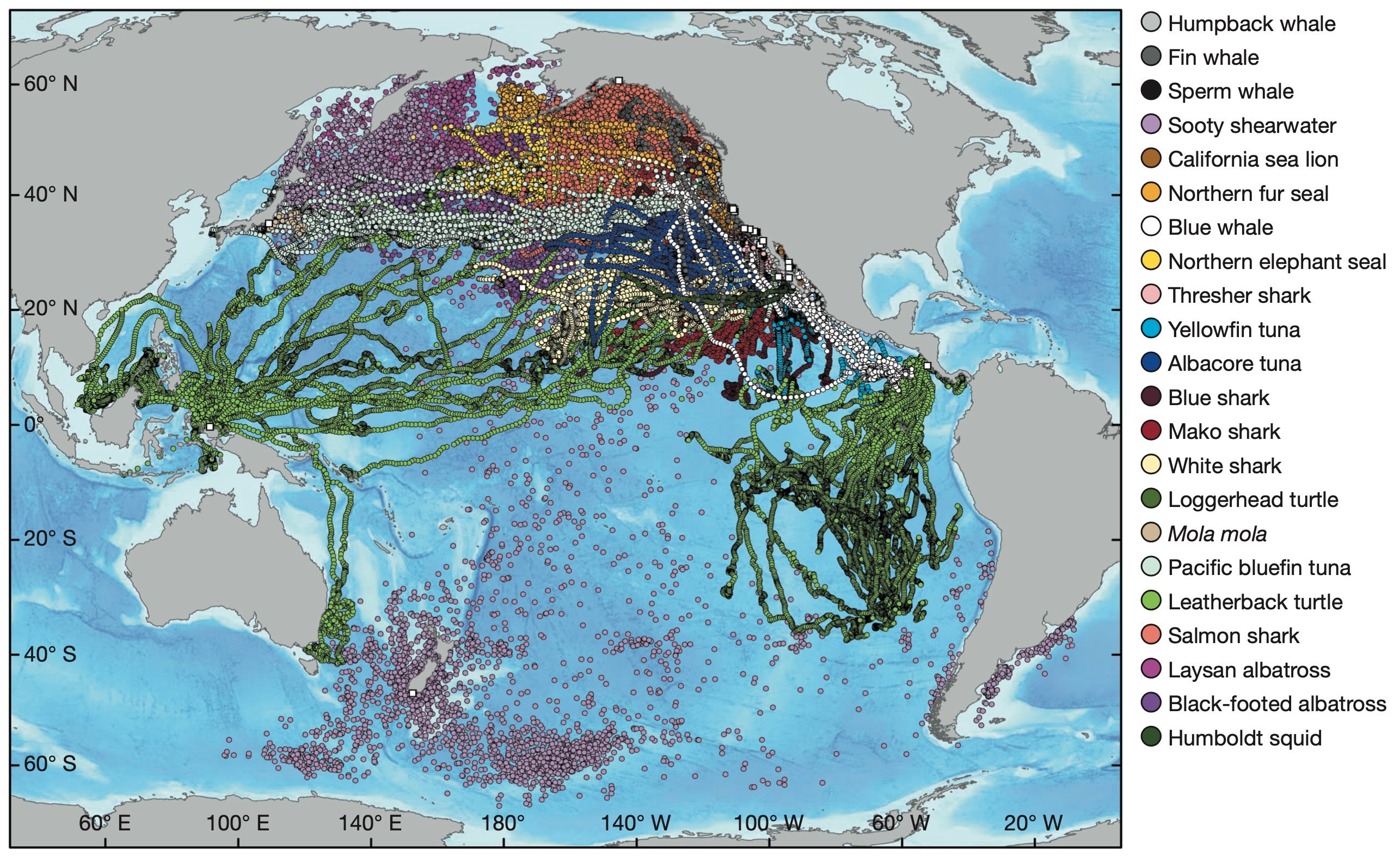 Pelagic predator map