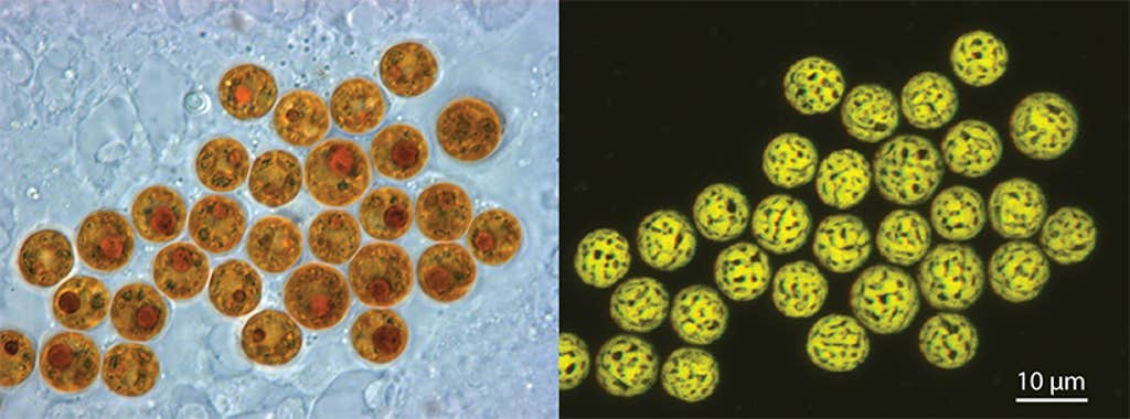 The Algae That Might Save Earth’s Coral Reefs 3MMk2Q32-Berwald_BREAKER.png?auto=compress&fit=scale&fm=png&h=380&ixlib=php-3.3