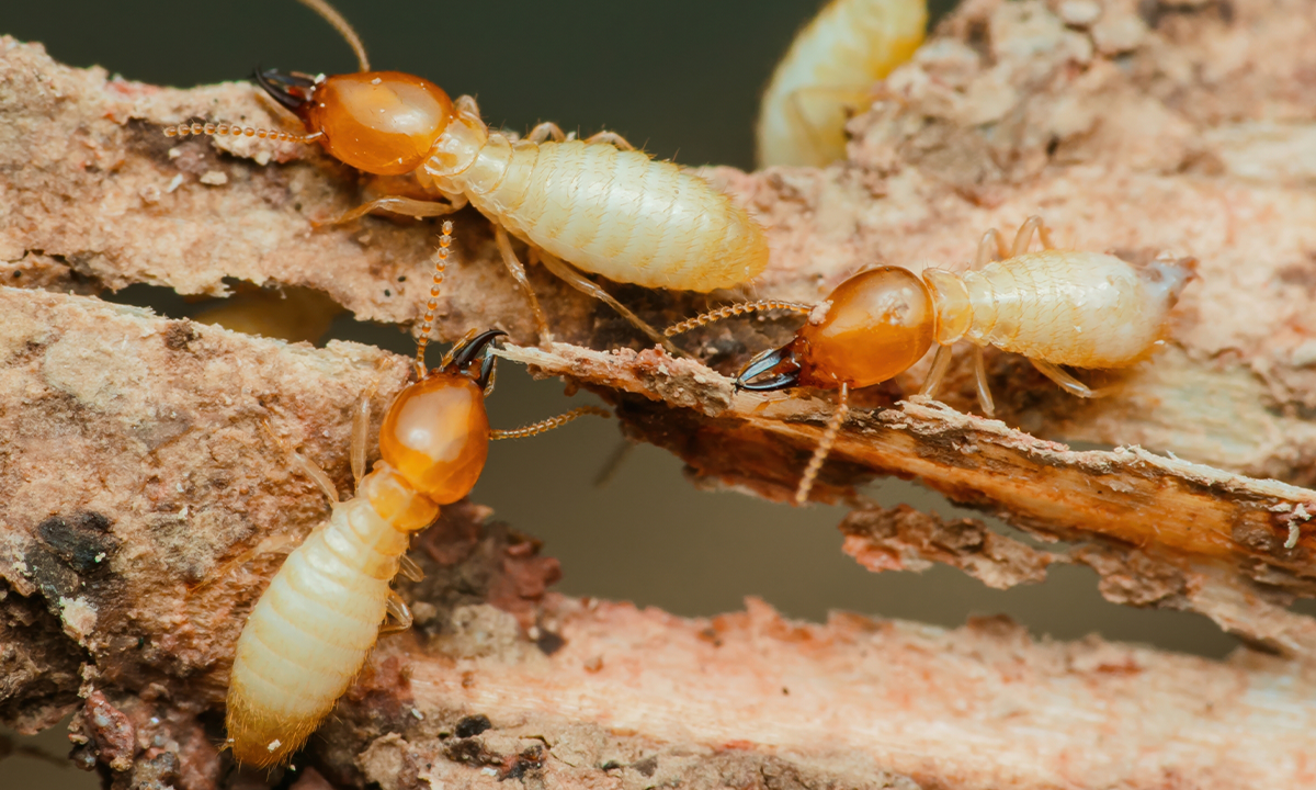 Article Sidebar Image