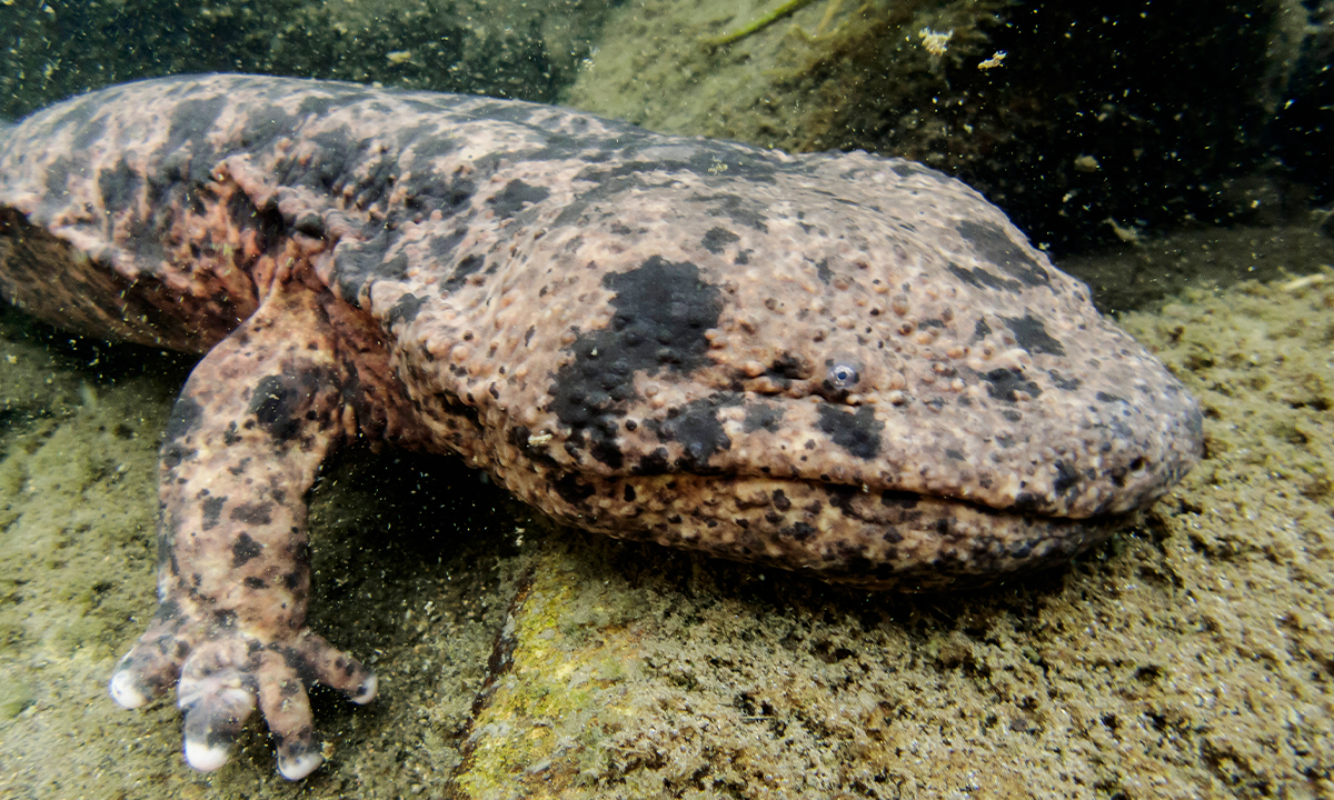The Monstrous Appetite of Japanese Giant Salamanders