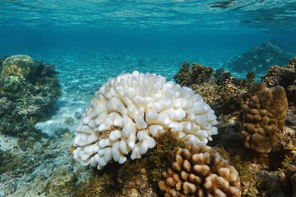 The Algae That Might Save Earth’s Coral Reefs 5FeU3L9D-Berwald_BREAKER-2.png?auto=compress&fit=scale&fm=png&h=682&ixlib=php-3.3