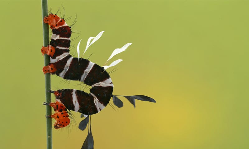 The Hungry Caterpillar and the Ecosystem