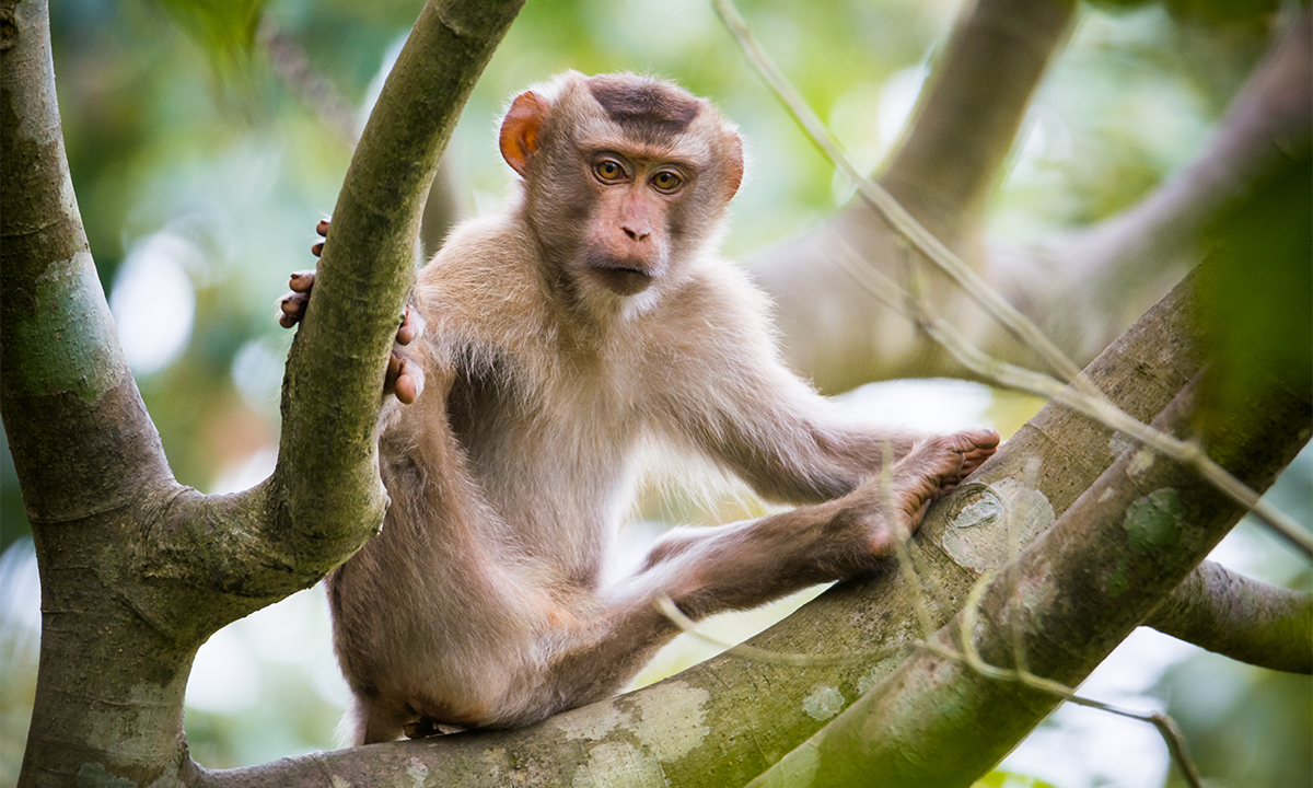 These Monkeys Hint at an Evolutionary Musical Mystery
