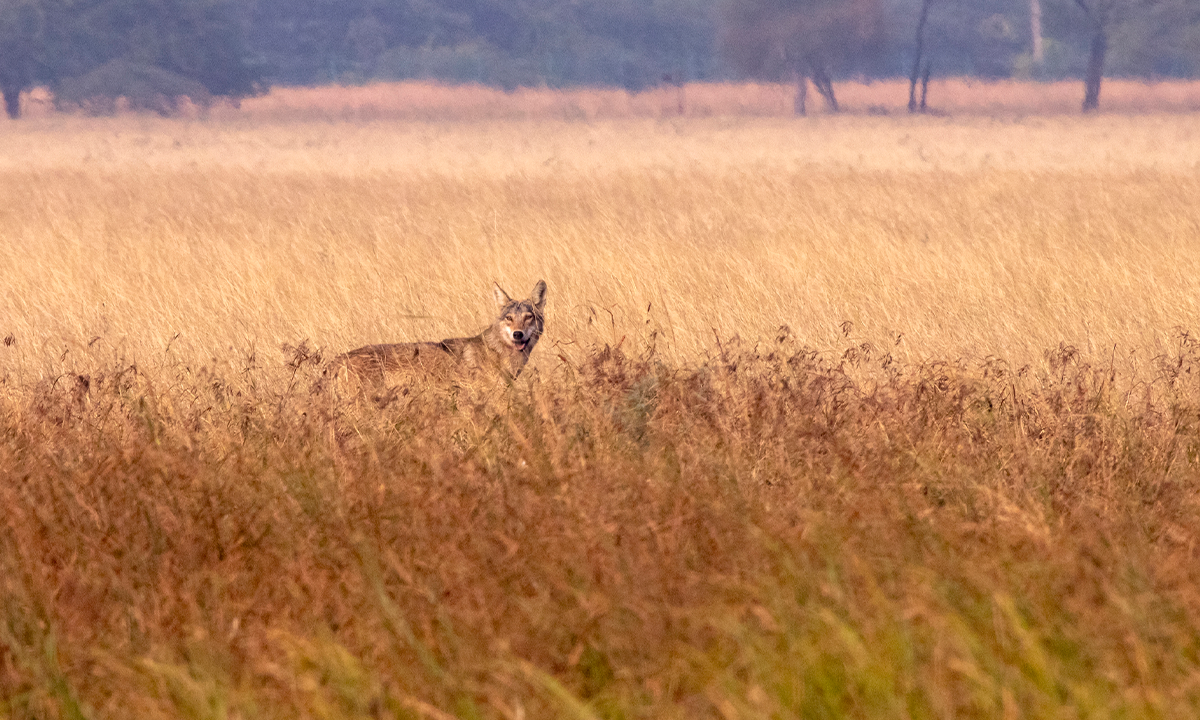 Article Recirculation Lead Image