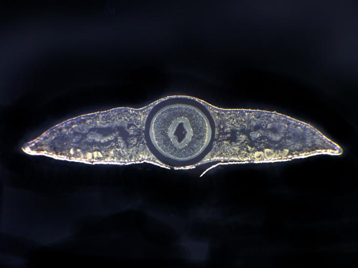 Article Recirculation Lead Image