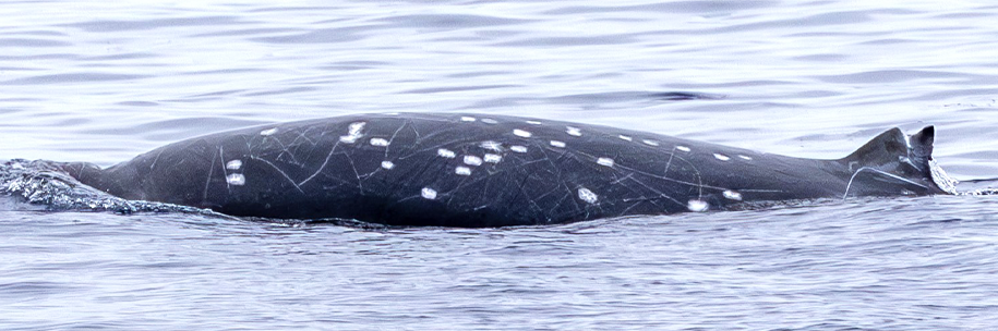 Hunting the Most Elusive Whale