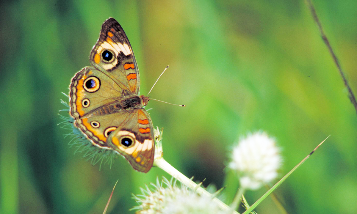 Article Sidebar Image