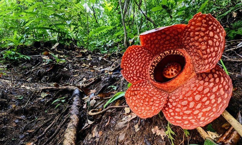 Rafflesiologists Fight to Save Mysterious Flower Found in Brunei ...