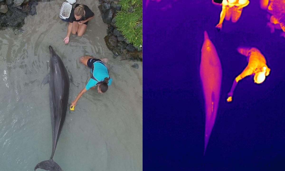 The Trick to Studying Dolphins Without Stressing Them Out