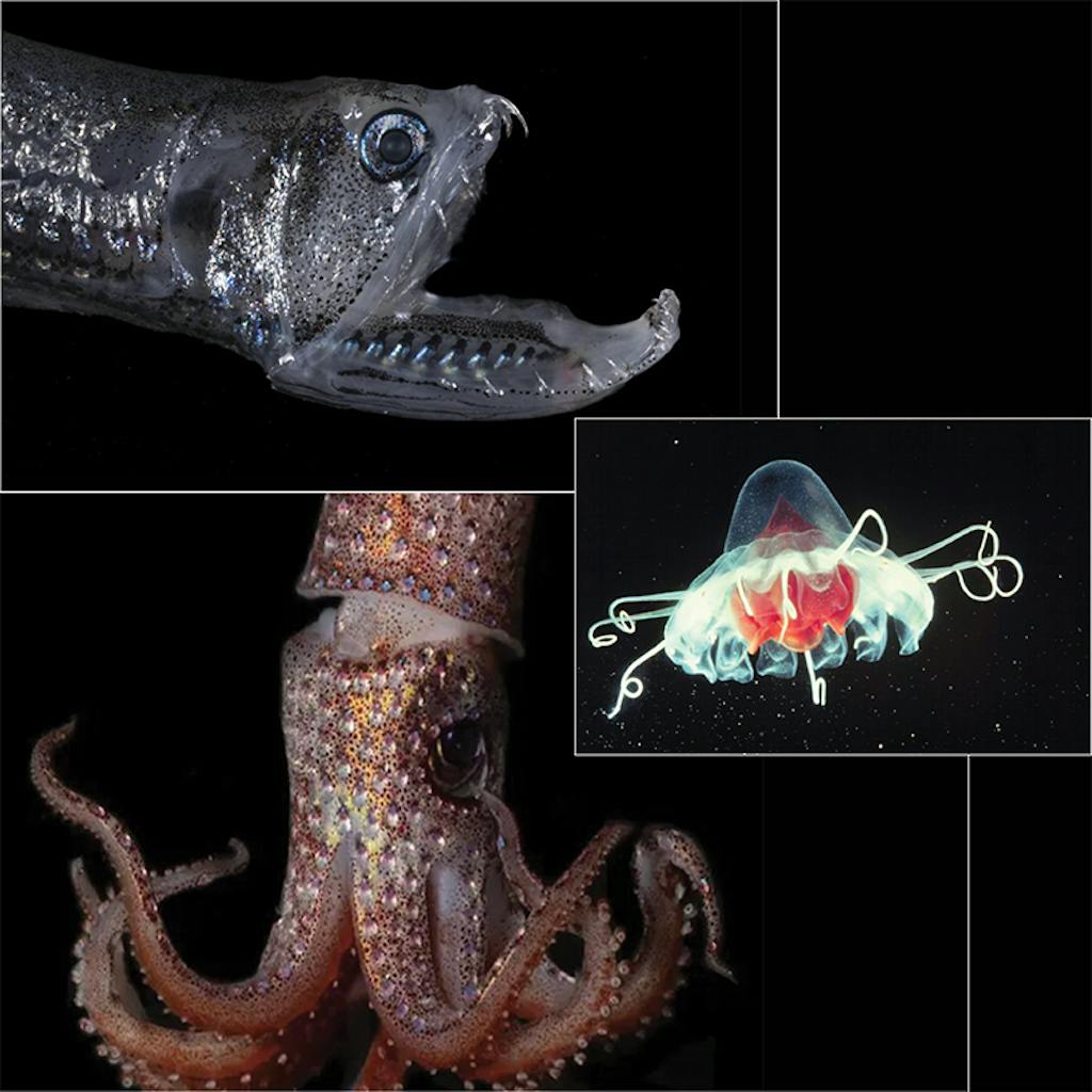 The Race to Explore the Ocean's Twilight Zone - Nautilus