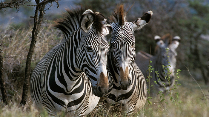 How AI Can Save the Zebras