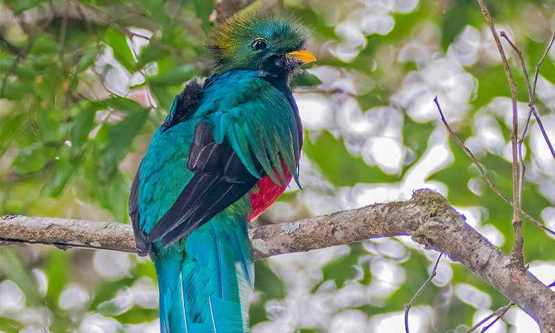 A quetzal, a type of colorful, tropical bird.