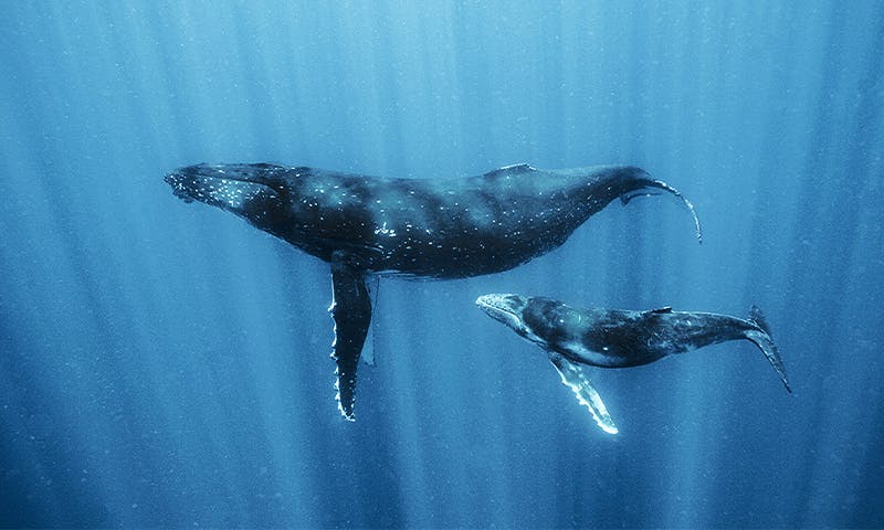 Comment les baleines pourraient nous aider à parler aux extraterrestres