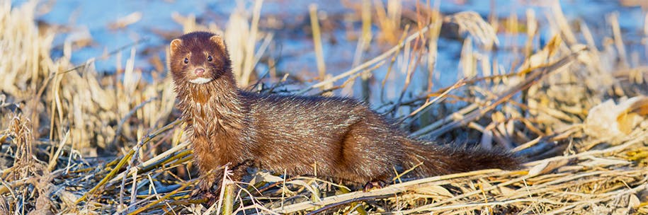 What Extinct Sea Mink Reveal About Ecological Change