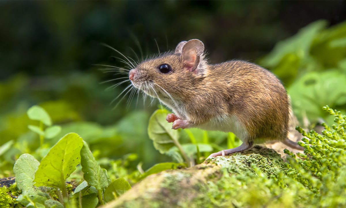 Article Sidebar Image