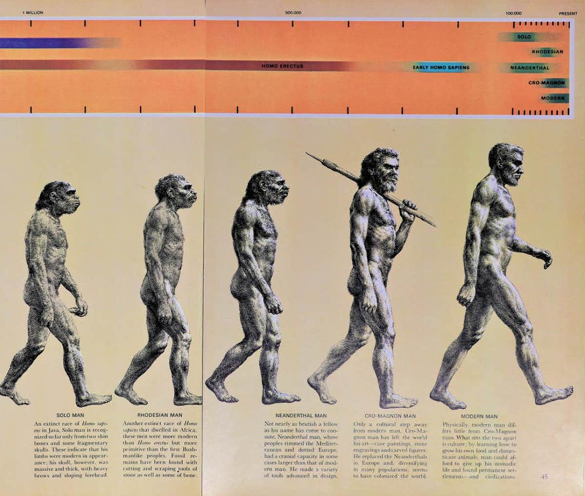 The Dissent Hidden in the Iconic “March of Progress” Image | Carbon Chemist