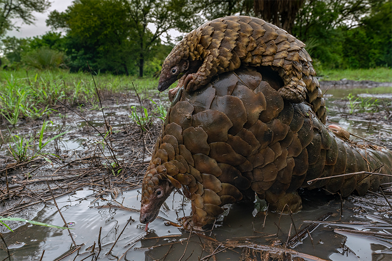 The Perilous Life of the Solitary Pangolin - Nautilus