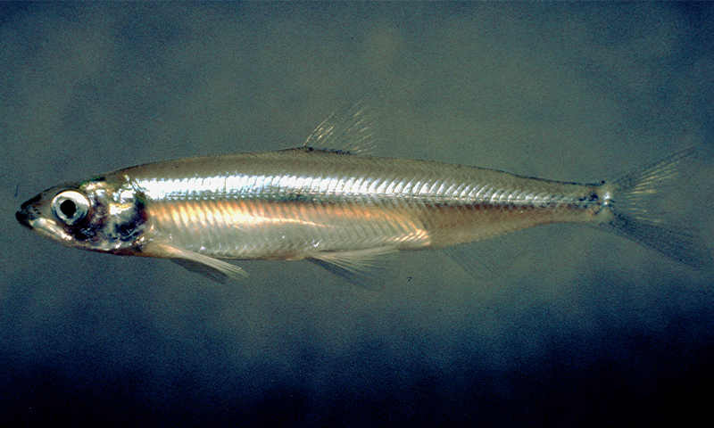 A photo of a delta smelt (Hypomesus transpacificus). Photo by Peterson, B. Moose / U.S. Fish and Wildlife Service.