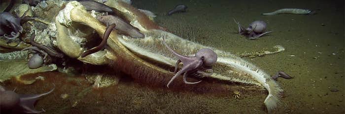 Article Recirculation Lead Image