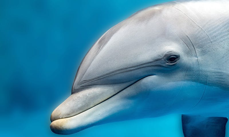 reddit dolphins game