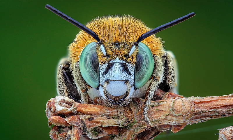 I n 2022, researchers at the Bee Sensory and Behavioral Ecology Lab at Queen Mary University of London observed bumblebees doing something remarkable: