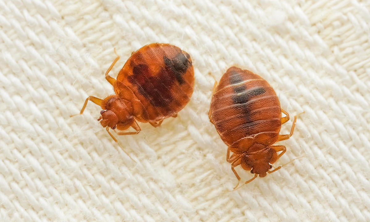 Article Sidebar Image