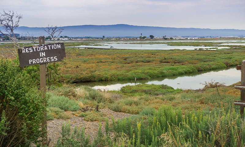 Why We Need Muck to Fight Rising Sea Levels - Nautilus