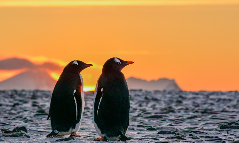 What It’s Like To Live On Antarctica And Study Penguins As A Scientist