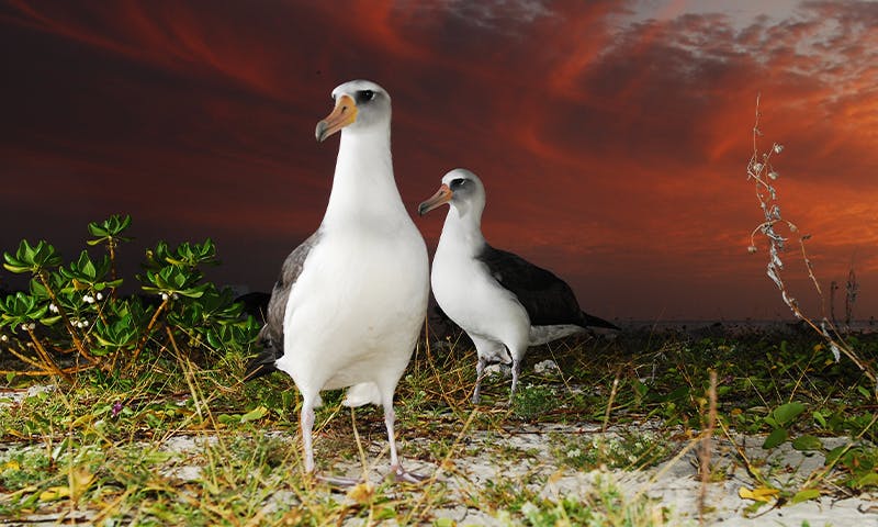 The Wisdom of Gay Albatrosses - Nautilus