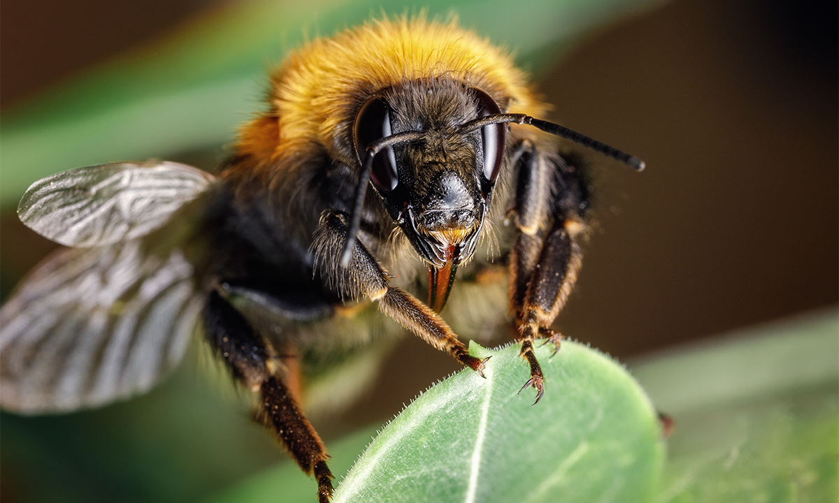 Take a Look at the Hairy Mouthparts of a Queen Bee