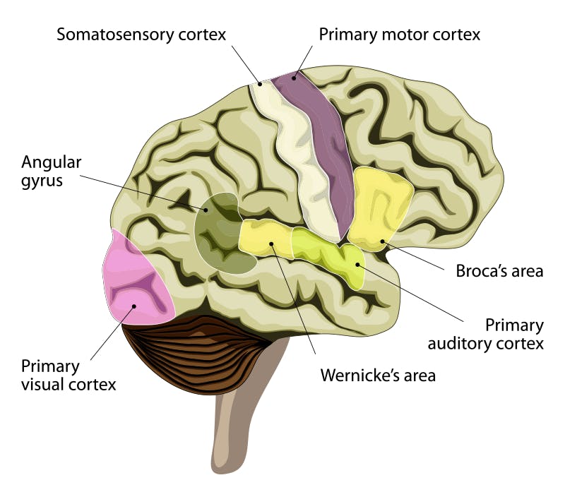 What Makes the Human Brain Special