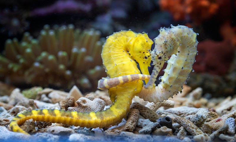Seahorse Love Works in Mysterious Ways - Nautilus