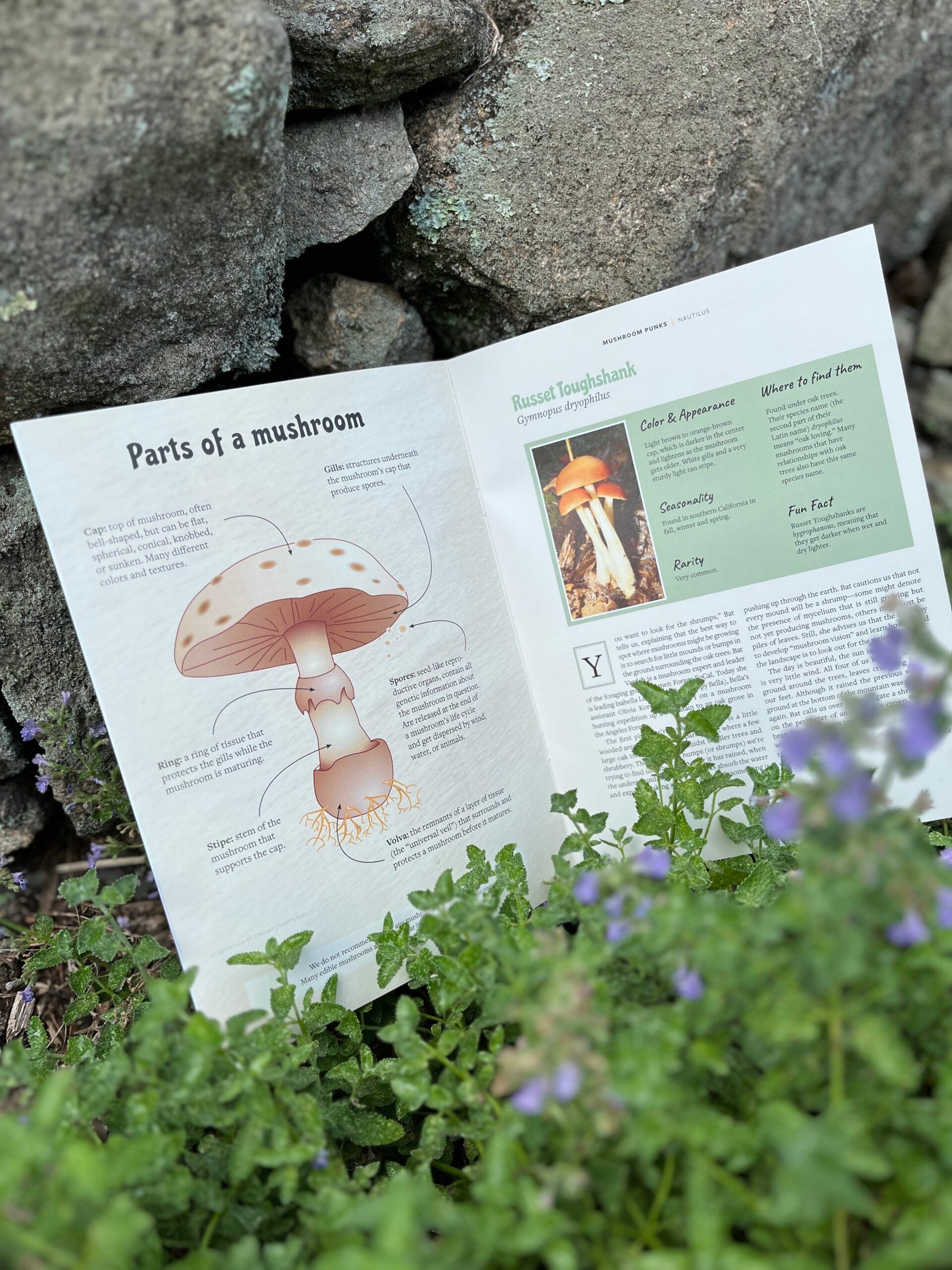 Nautilus x Beepy Bella 'Mushroom Punks' Zine - Nautilus