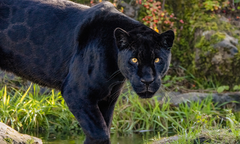 A Black Jaguar Was Recorded Mating in the Wild