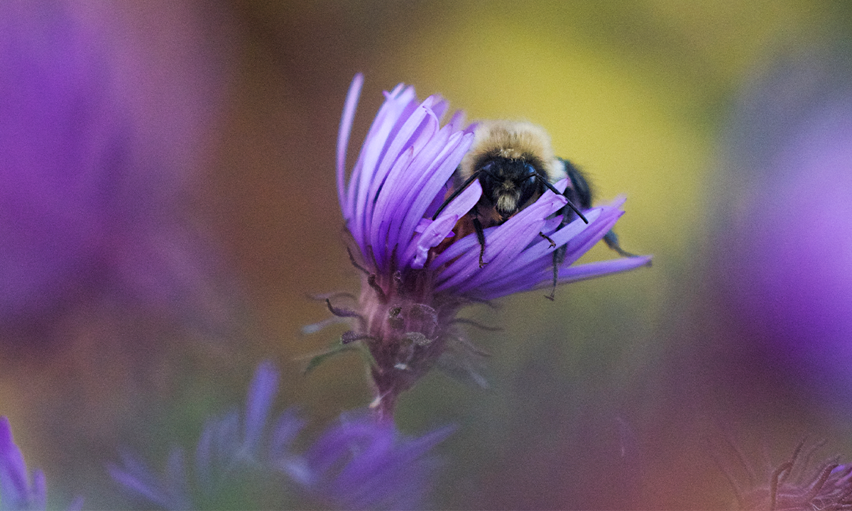 Article Sidebar Image